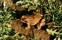 : Rana temporaria temporaria; Common Frog