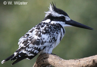 : Ceryle rudis; Pied Kingfisher