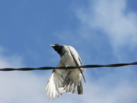 : Coracina novaehollandiae; Black-faced Cuckoo-shrike