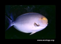 : Acanthurus blochii; Ringtail Surgeonfish