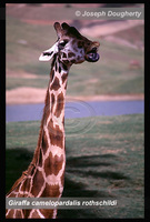 : Giraffa camelopardalis rothschildi; Rothschild's Giraffe
