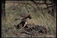 : Terathopius ecaudatus; Bateleur Eagle