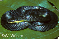 : Sordellina punctata; Snake