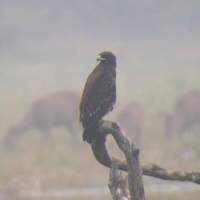 Greater Spotted Eagle (Aquila clanga) 2004. december 29. Bharatpur, Keoladeo Ghana National Park