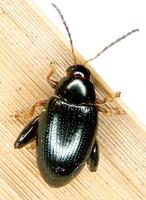 Psylliodes chrysocephalus - Rape Flea beetle
