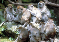 Long-tailed macaque (Macaca fascicularis)