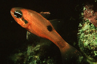 Apogon maculatus, Flamefish: aquarium