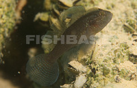 Lophogobius cyprinoides, Crested goby: