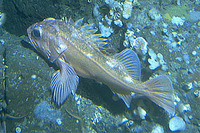 Sebastes rosenblatti, Greenblotched rockfish: