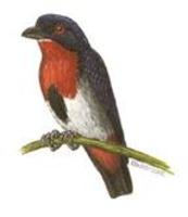 Image of: Dicaeum hirundinaceum (mistletoebird)