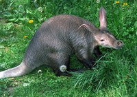 Orycteropus afer - Aardvark