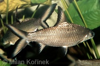 Balantiocheilos melanopterus - Bala Shark