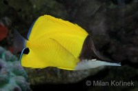 Forcipiger longirostris - Big Long-nosed Butterflyfish