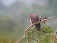 Ruddy Pigeon - Patagioenas subvinacea