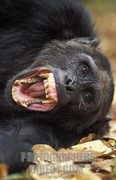 chimpanzee yawning , Pan troglodytes , Mahale Mountains National Park , Tanzania stock photo
