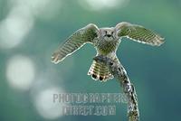 female Common Kestrel , calling and sitting on a branch stock photo