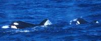 Orca (Killer Whale) Orcinus orca