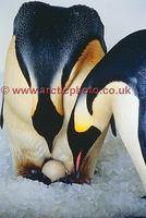 FT0144-00: Pair of Emperor Penguins about to exchange their egg. Captive birds. SeaWorld, San Di...