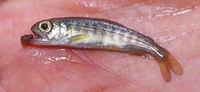 Kokanee (Landlocked Sockeye Salmon) Oncorhynchus nerka