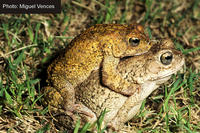 : Bufo maculatus; Flat-backed Toad