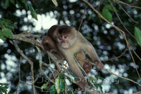 : Cebus sp.