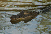 : Alligator mississippiensis; American Alligator