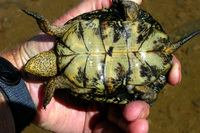 : Clemmys marmorata pallida; Southwestern Pond Turtle