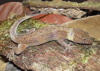 : Gymnodactylus darwinii