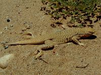 : Uma notata; Colorado Desert Fringe-toed Lizard