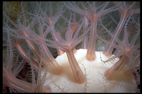 : Anthomastus ritteri; Deep Water Mushroom Soft Coral