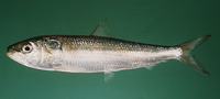 Sardinella longiceps, Indian oil sardine: fisheries