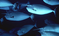 Naso annulatus, Whitemargin unicornfish: aquarium