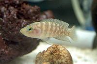 Neolamprologus obscurus, : aquarium