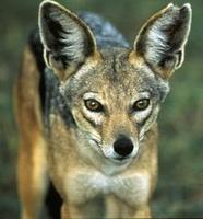 Image of: Canis mesomelas (black-backed jackal)