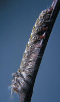 Image of: Lasiocampidae (tent caterpillar moths and tent caterpillars)