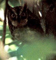 Mantanani Scops Owl - Otus mantananensis