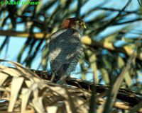 Red-necked Falcon - Falco chicquera