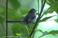Blue-winged Minla - Minla cyanouroptera