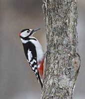 Great Spotted Woodpecker (Dendrocopos major) photo