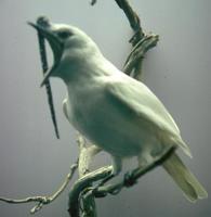 White bellbird, male