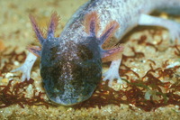 : Ambystoma mexicanum; Mexican Axolotl