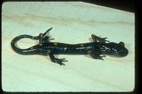 : Nyctanolis pernix; Long Limbed Salamander