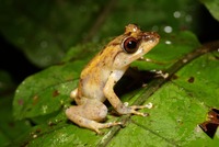 : Platymantis vitiensis; Fiji Tree Frog