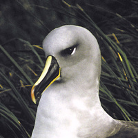 : Diomedea chrysostoma; Grey-headed Albatross