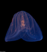 : Beroe ovata; Comb Jellyfish