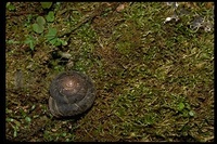 : Monadenia infumata; Monadenia Land Snail