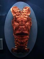 Scyllarides latus - Mediterranean Slipper Lobster