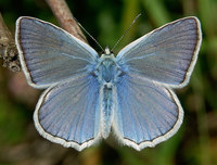 Polyommatus daphnis - Meleager's Blue