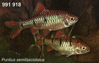 Puntius semifasciolatus, Chinese barb: aquarium