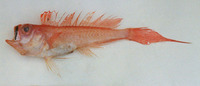 Owstonia totomiensis, : fisheries